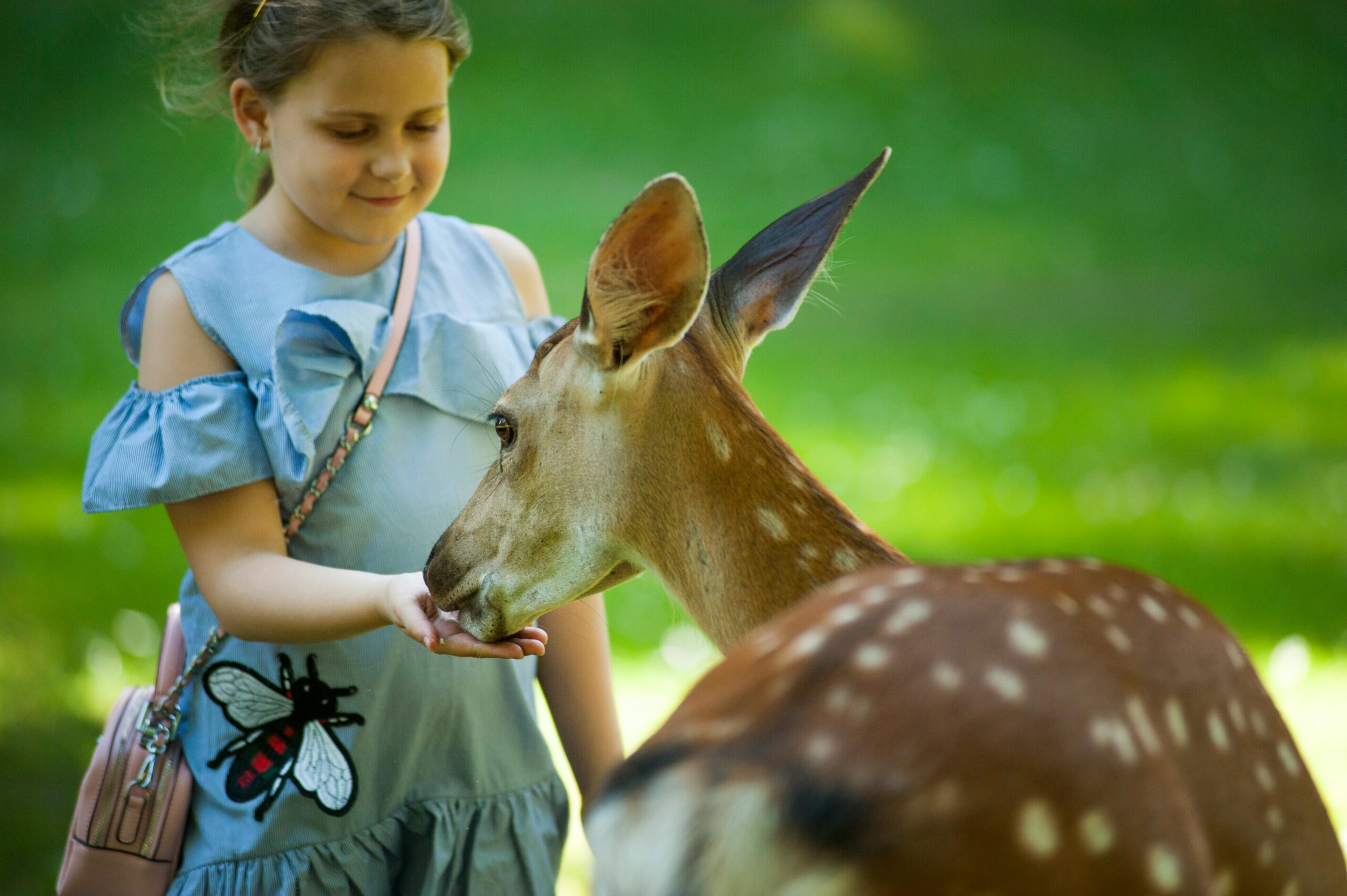 A young girl enjoying feeding a deer in a lush, summer nature park.